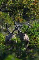 Dafeng Milu Nature Reserve - China