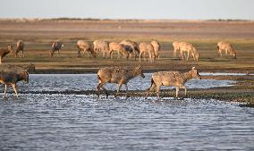 Dafeng Milu Nature Reserve - China