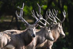 Dafeng Milu Nature Reserve - China