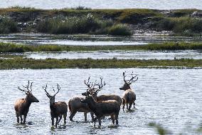 Dafeng Milu Nature Reserve - China