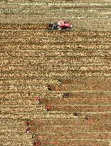 Autumn Harvest - China