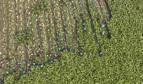 Autumn Harvest - China