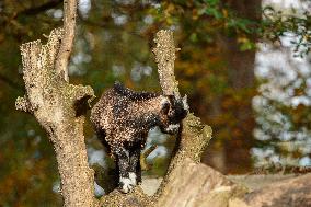 Different Animals Are Seen In A Zoo In Stuttgart, Germany