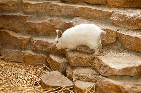 Different Animals Are Seen In A Zoo In Stuttgart, Germany