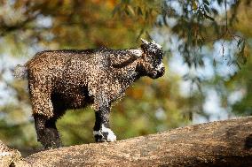 Different Animals Are Seen In A Zoo In Stuttgart, Germany