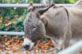 Different Animals Are Seen In A Zoo In Stuttgart, Germany