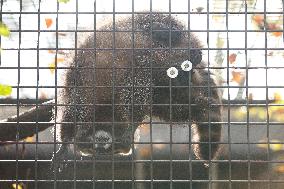 Different Animals Are Seen In A Zoo In Stuttgart, Germany