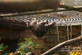 Different Animals Are Seen In A Zoo In Stuttgart, Germany