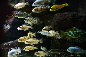 Different Animals Are Seen In A Zoo In Stuttgart, Germany