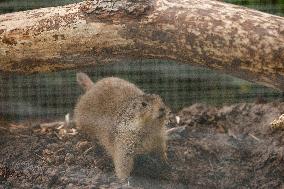 Different Animals Are Seen In A Zoo In Stuttgart, Germany