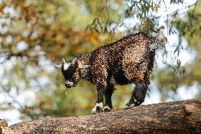 Different Animals Are Seen In A Zoo In Stuttgart, Germany