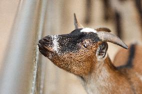 Different Animals Are Seen In A Zoo In Stuttgart, Germany