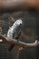 Different Animals Are Seen In A Zoo In Stuttgart, Germany