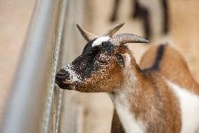 Different Animals Are Seen In A Zoo In Stuttgart, Germany