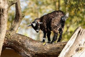 Different Animals Are Seen In A Zoo In Stuttgart, Germany