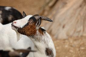 Different Animals Are Seen In A Zoo In Stuttgart, Germany