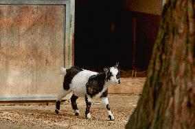 Different Animals Are Seen In A Zoo In Stuttgart, Germany