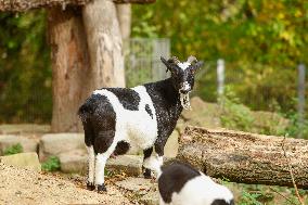 Different Animals Are Seen In A Zoo In Stuttgart, Germany