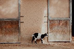 Different Animals Are Seen In A Zoo In Stuttgart, Germany