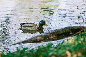 Different Animals Are Seen In A Zoo In Stuttgart, Germany