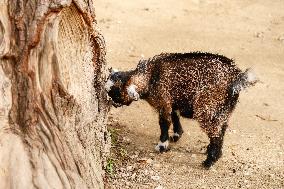 Different Animals Are Seen In A Zoo In Stuttgart, Germany