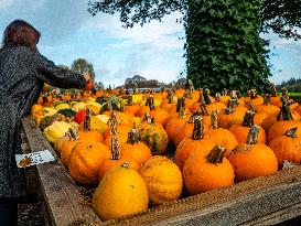 Collecting And Carving Pumpkins For Halloween Night.