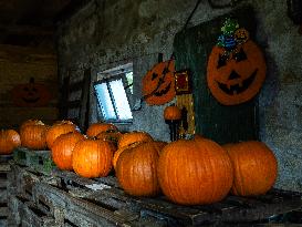 Collecting And Carving Pumpkins For Halloween Night.