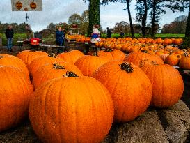 Collecting And Carving Pumpkins For Halloween Night.