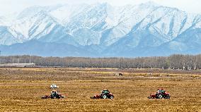 Yellow Ginseng Harvest in Zhangye