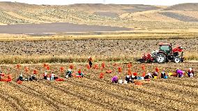 Yellow Ginseng Harvest in Zhangye