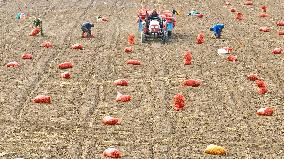 Yellow Ginseng Harvest in Zhangye