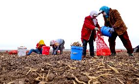 Yellow Ginseng Harvest in Zhangye