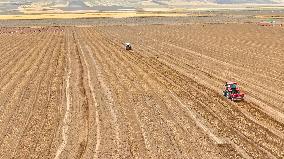 Yellow Ginseng Harvest in Zhangye