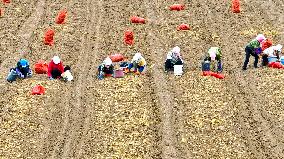 Yellow Ginseng Harvest in Zhangye