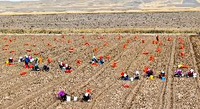 Yellow Ginseng Harvest in Zhangye