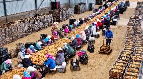 Yellow Ginseng Harvest in Zhangye