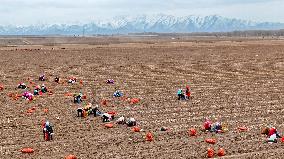 Yellow Ginseng Harvest in Zhangye