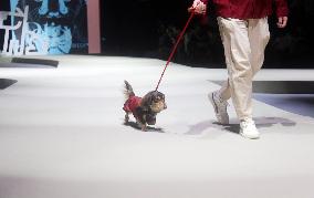 Petstar at Fashionweek in Shanghai