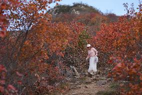 Autumn Scenery at Jiguan Mountain - China