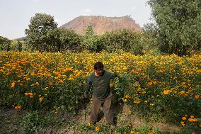 Cutting And Sale Of Cempasuchil Flower On The Occasion Of The Day Of The Dead Mexico