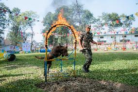 Kukur Tihar (Dog Festival) Celebrated In Nepal