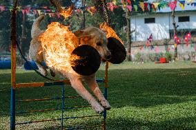 Kukur Tihar (Dog Festival) Celebrated In Nepal