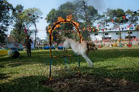 Kukur Tihar (Dog Festival) Celebrated In Nepal