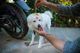 Kukur Tihar (Dog Festival) Celebrated In Nepal