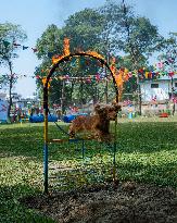 Kukur Tihar (Dog Festival) Celebrated In Nepal