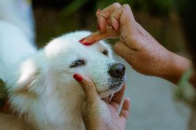 Kukur Tihar (Dog Festival) Celebrated In Nepal