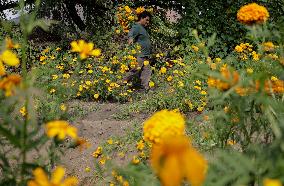 Cutting And Sale Of Cempasuchil Flower On The Occasion Of The Day Of The Dead Mexico