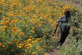 Cutting And Sale Of Cempasuchil Flower On The Occasion Of The Day Of The Dead Mexico