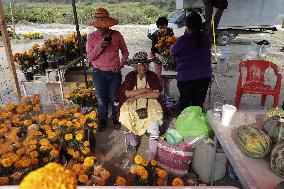 Cutting And Sale Of Cempasuchil Flower On The Occasion Of The Day Of The Dead Mexico