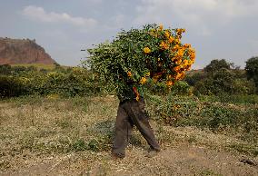 Cutting And Sale Of Cempasuchil Flower On The Occasion Of The Day Of The Dead Mexico